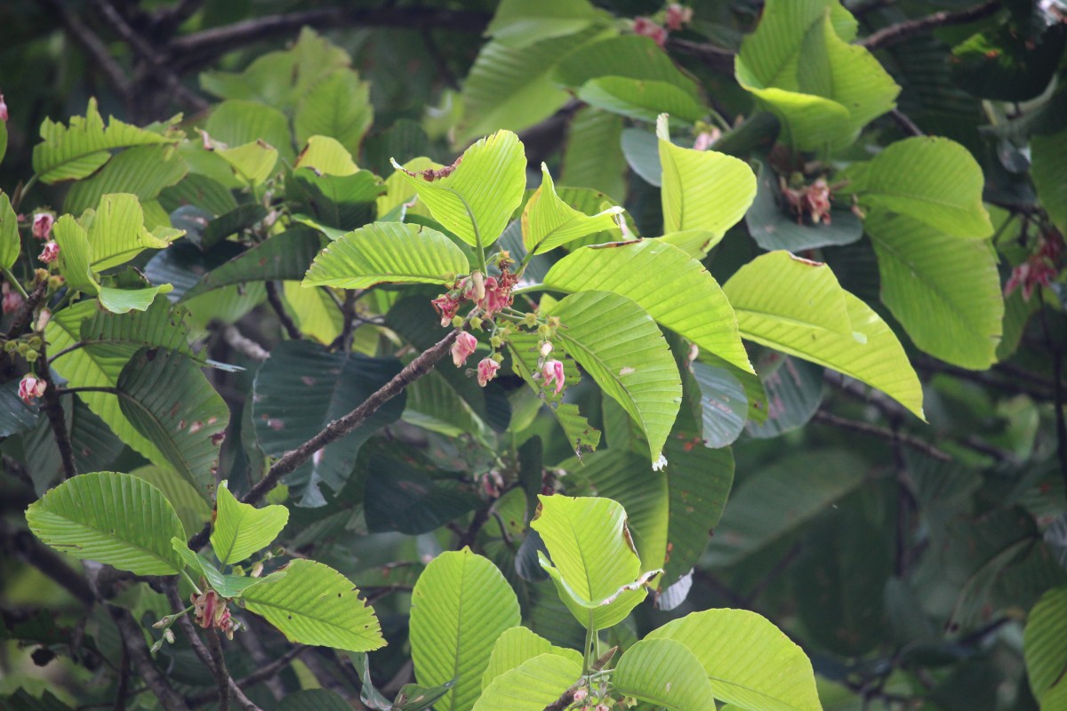 Dipterocarpus zeylanicus Thwaites